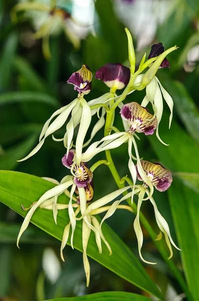 Güzel eneyelia cochleata orkide — Stok fotoğraf