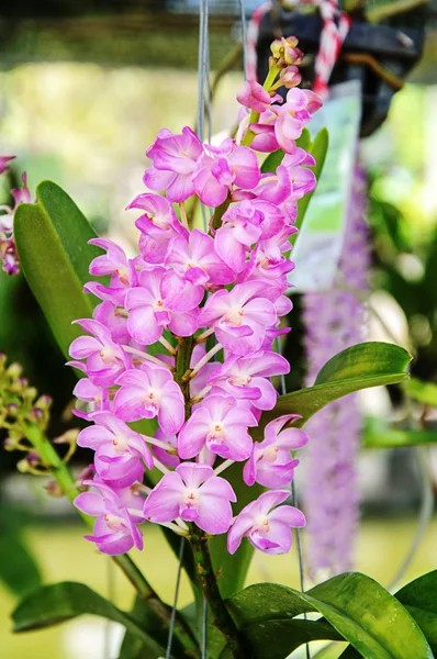 Lindas flores de orquídea — Fotografia de Stock