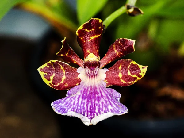 Hermosas flores de orquídea —  Fotos de Stock
