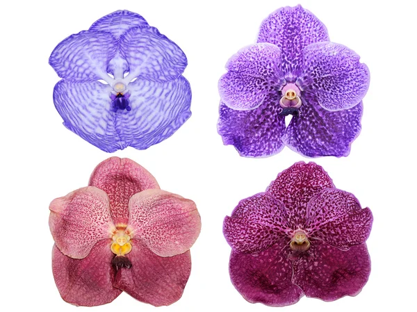 Vanda orkidé blommor isolerade — Stockfoto