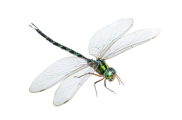 Dragonfly macro isolado — Fotografia de Stock