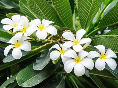 Grup beyaz plumeria çiçek