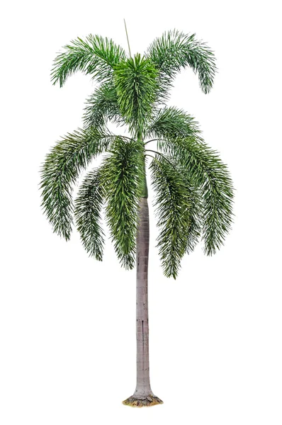 Palmträd isolerat — Stockfoto