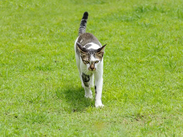 Cat walking — Stock Photo, Image