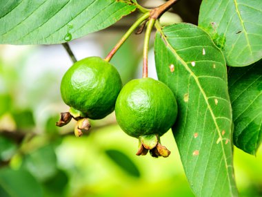 guava meyve