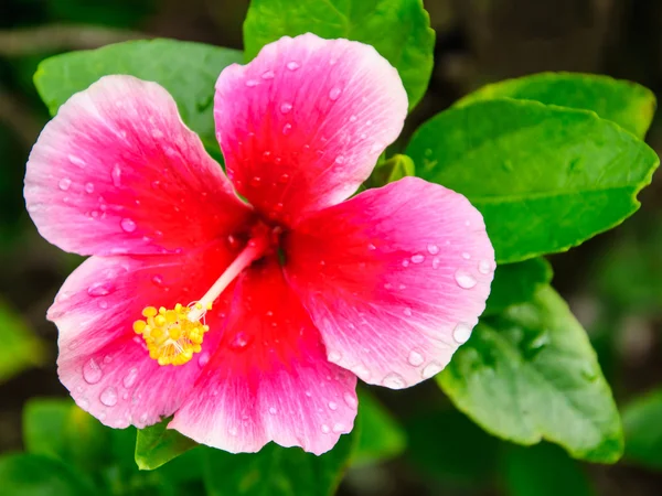 Rosa hibiskus blommor — Stockfoto
