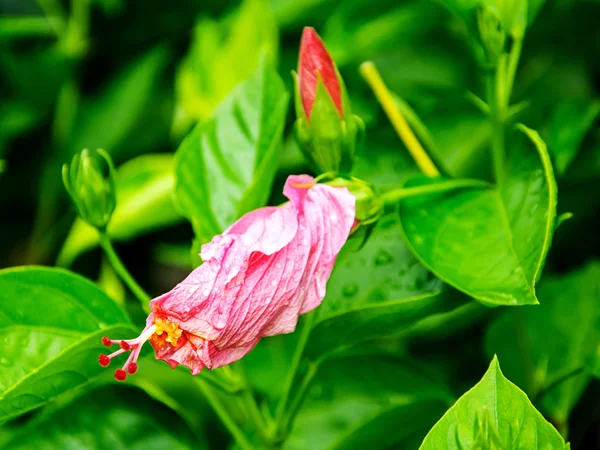 Bunga kembang sepatu merah muda layu — Stok Foto