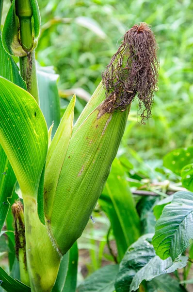 Кукуруза растет — стоковое фото