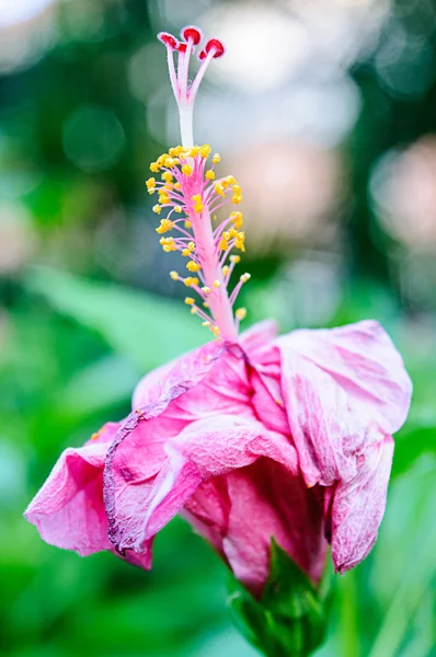 Withered pink hibiscus flowers — Stock Photo, Image