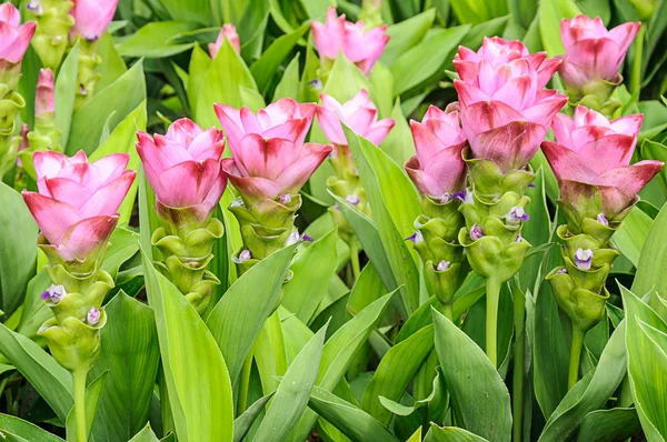 Curcuma alismatifolia