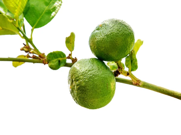 Lemon on a branch — Stock Photo, Image
