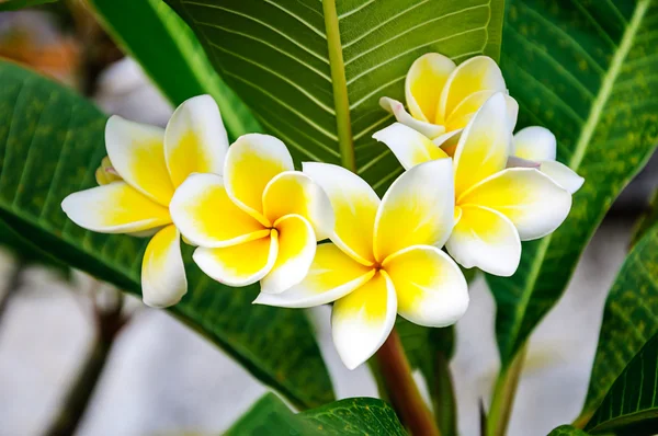 Plumeria çiçekler