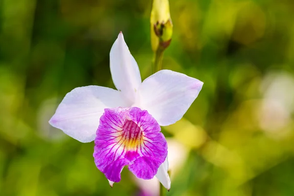 Arundina graminifolia orkide — Stok fotoğraf