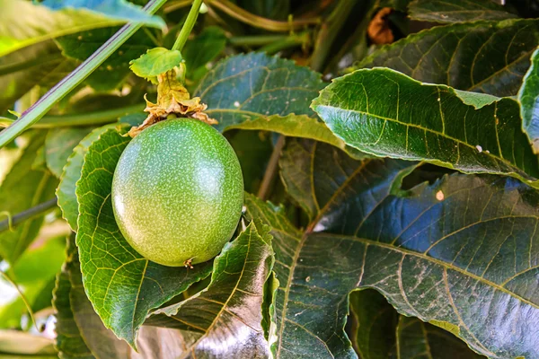 Frutto della passione fresco — Foto Stock