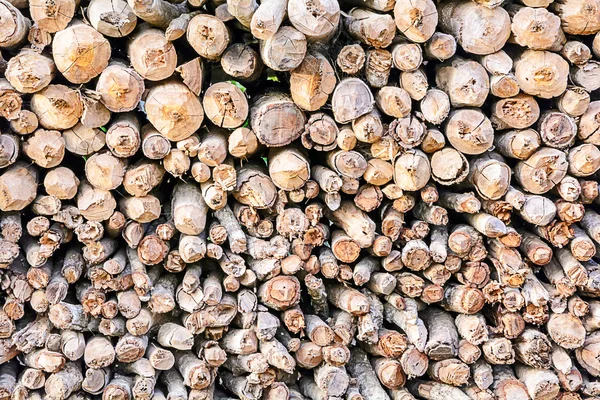Brennholzstämme gestapelt — Stockfoto