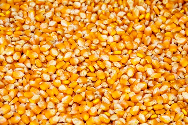 Corn seeds — Stock Photo, Image