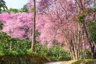vahşi Himalaya kiraz çiçek