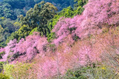 vahşi Himalaya kiraz çiçek