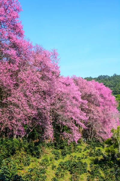 Flor de cerezo del Himalaya salvaje — Foto de Stock