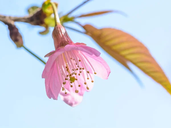 Flor de cerezo del Himalaya salvaje —  Fotos de Stock