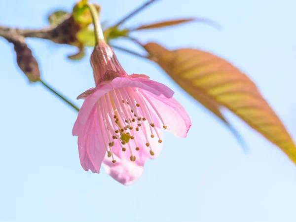 Fleur de cerisier himalayen sauvage — Photo