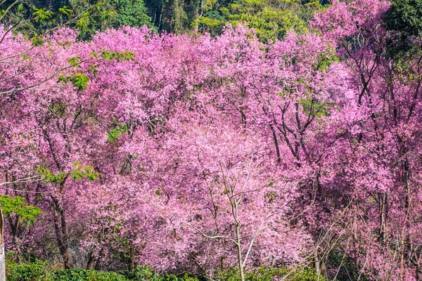 Wilde Himalaya-Kirschblüte — Stockfoto