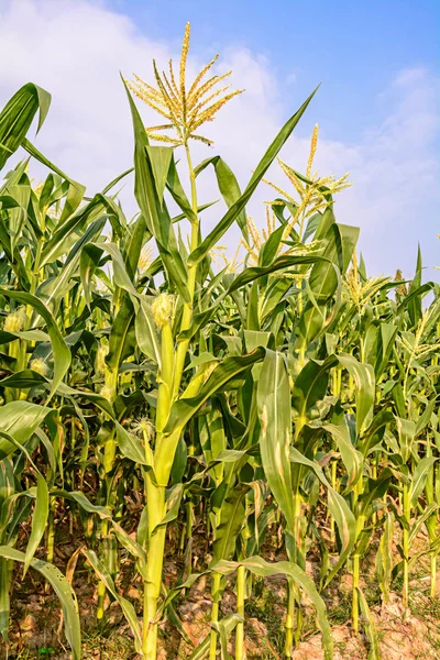 Campo di mais verde — Foto Stock