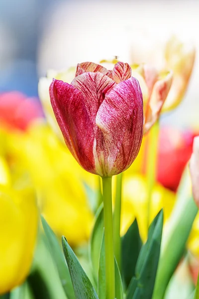 Tulipas — Fotografia de Stock