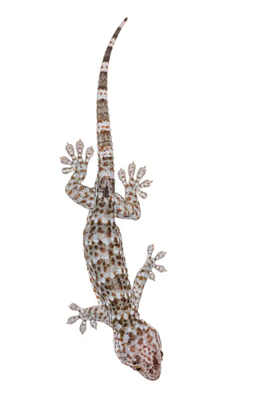 Gecko — Stock fotografie