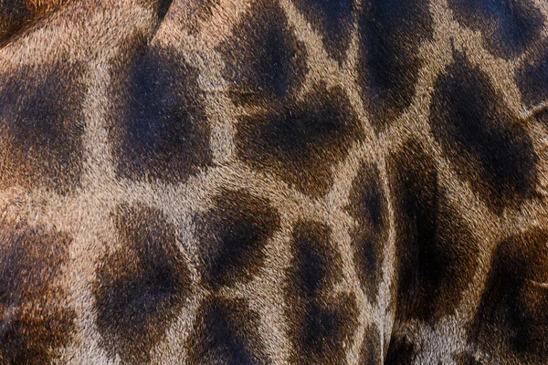 Skin of Giraffe — Stock Photo, Image
