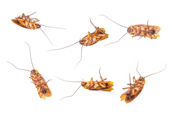 Dead cockroach isolated — Stock Photo, Image