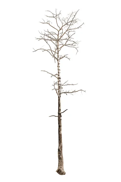 Árbol muerto aislado — Foto de Stock