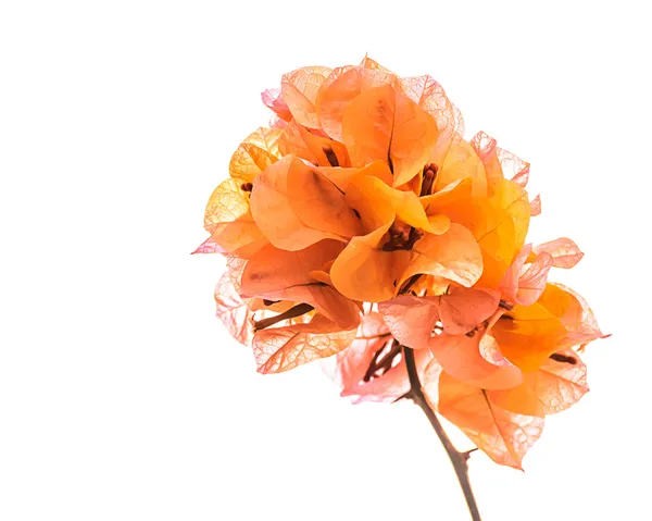 Orange bougainvillea isolated — Stock Photo, Image