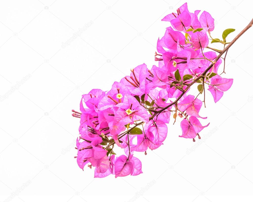 Pink bougainvillea isolated