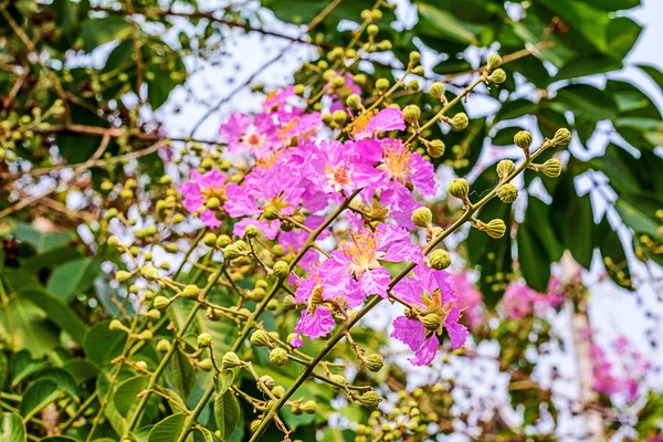 Kwiaty inthanin — Zdjęcie stockowe