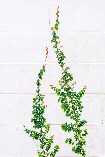 Klimplant klimmen op de muur — Stockfoto