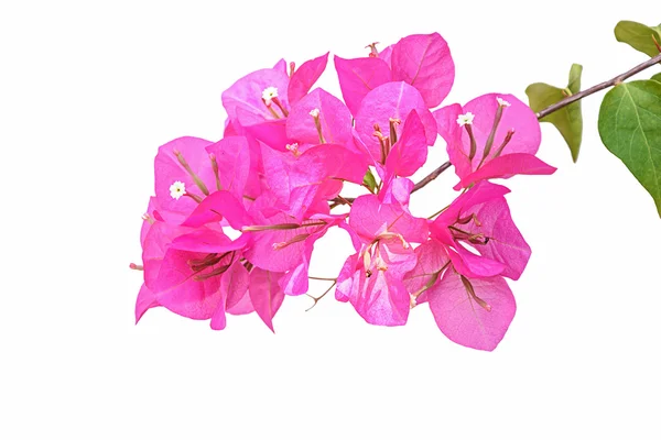 pembe Begonviller izole 