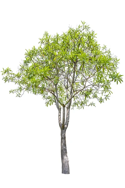 Zelený strom, samostatný — Stock fotografie