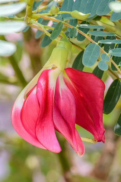 Flor de Agasta —  Fotos de Stock