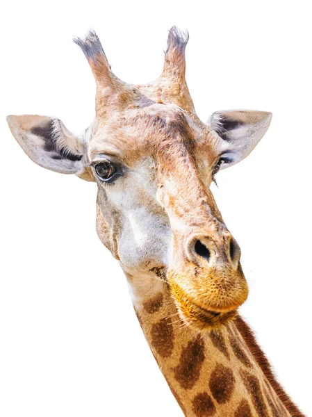 Zürafa