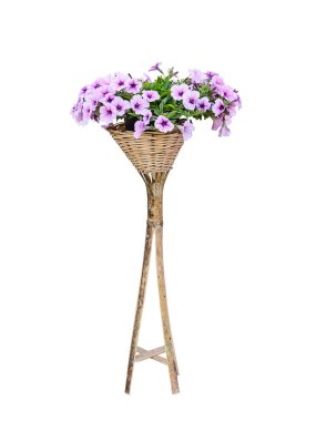 petunya çiçeği
