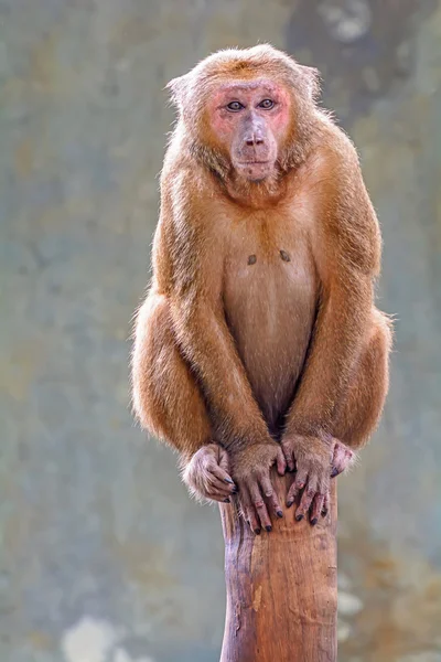 Macaco de cola de cerdo . —  Fotos de Stock