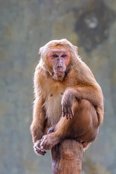 Macaco de cola de cerdo . — Foto de Stock