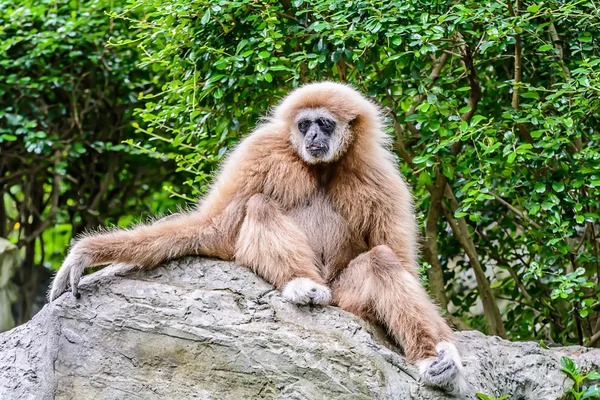 Gibbon lar. —  Fotos de Stock