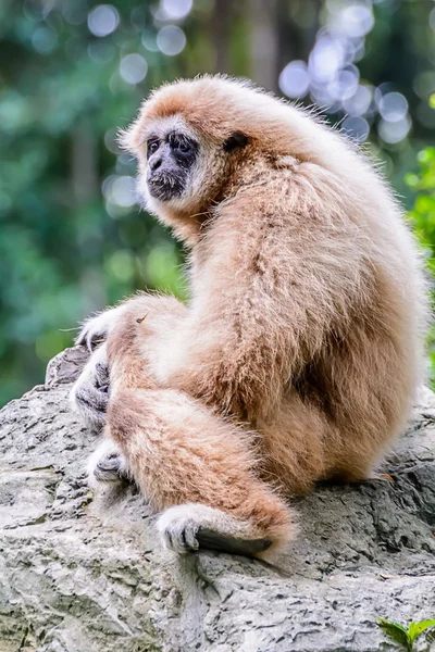 Gibbon lar. —  Fotos de Stock