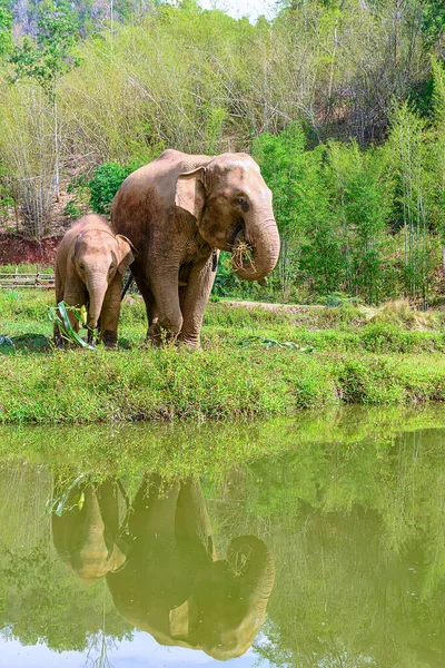 Asiatische Elefantenfamilie Lebt Elefantencamp Chiang Mai Nordthailand Mutter Und Elefantenbaby — Stockfoto