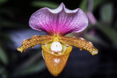 Paphiopedilum orkide.