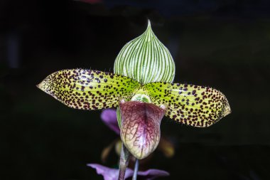 Paphiopedilum orkide.