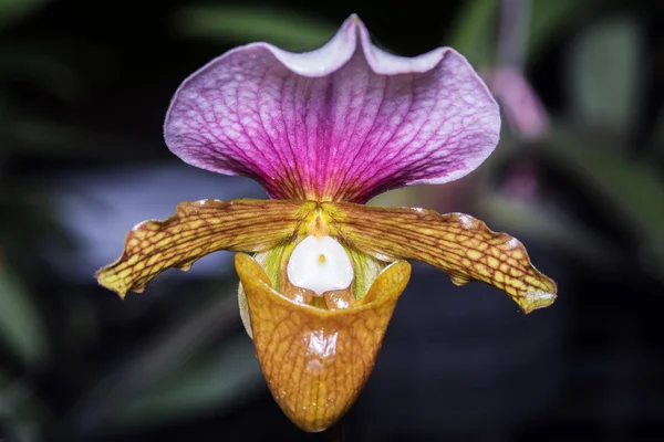 Orquídea paphiopedilum . —  Fotos de Stock