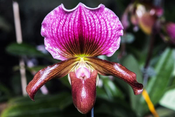 Paphiopedilum orkide. — Stok fotoğraf